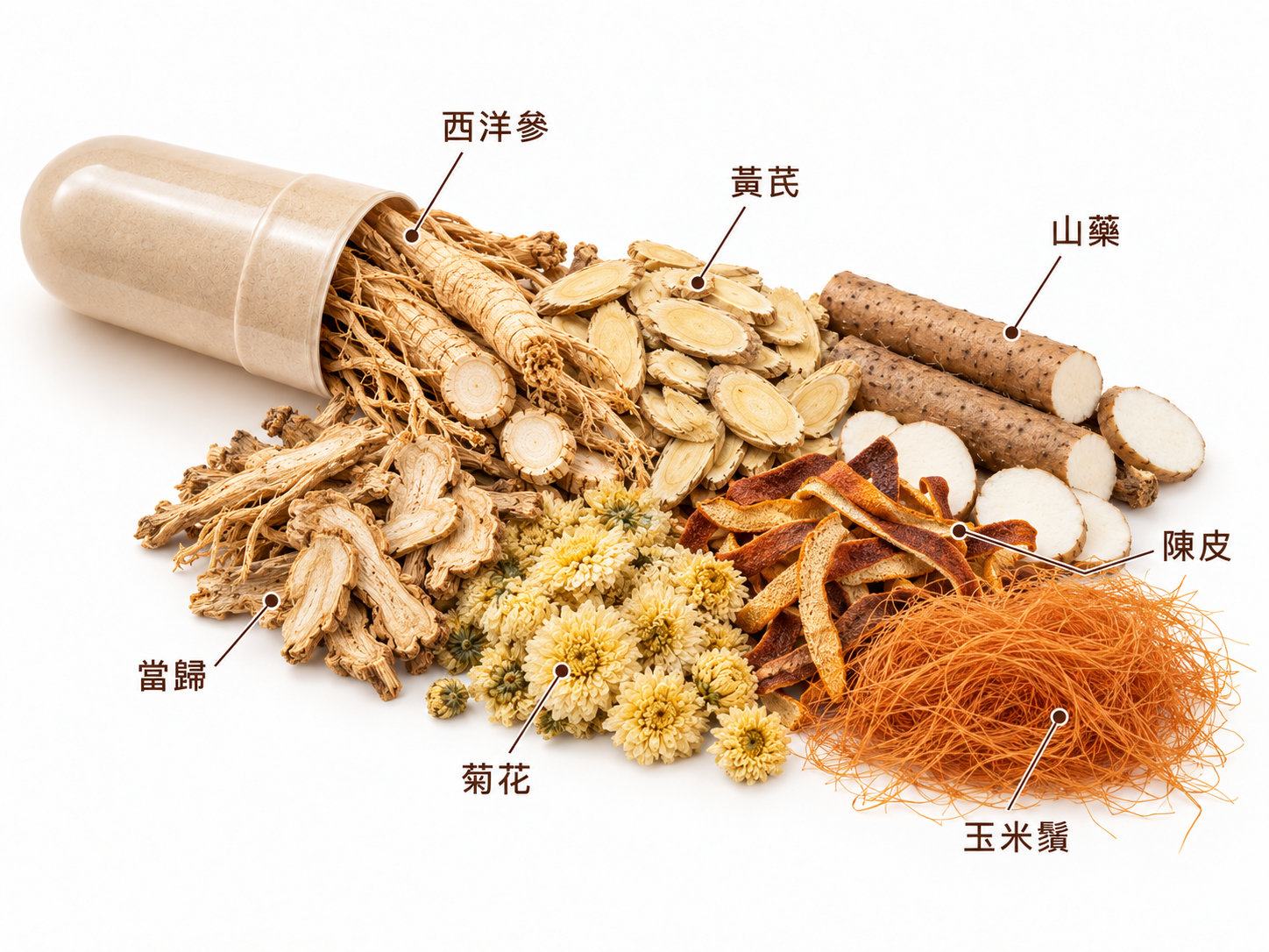 黑膏滋胶囊七味草本标注图：西洋参、黄芪、山药、当归、陈皮、菊花、玉米须