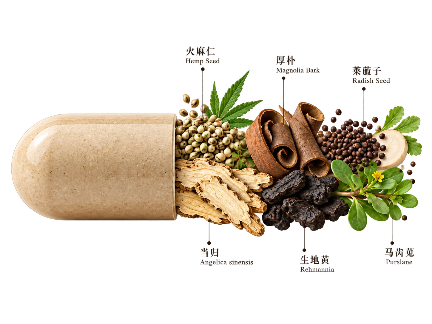 HerbalFlow 胶囊与六味草本：火麻仁、当归、厚朴、生地黄、莱菔子、马齿苋
